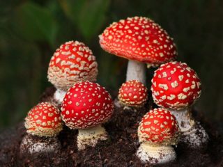 Kráľovská muchovník: fotografia a popis