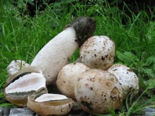 Veselka vulgaris: fotografia a popis huby