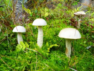 Boletus paya (boletus putih): foto dan penerangan tentang cendawan