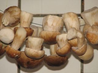 Porcini huba: ako sušiť na zimu, ako skladovať