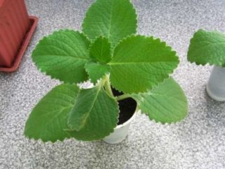 Plectranthus (vnútorná mäta, domov): druhy a odrody s fotografiami a popismi, prospešné vlastnosti, použitie