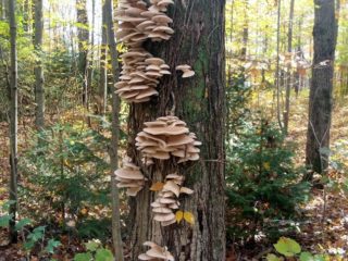 Oesterzwammen: hoe ze groeien in het bos, wanneer te verzamelen, hoe te snijden