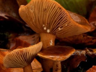 Huby rubeola: fotografie a popisy varenia na zimu
