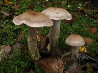 Sarang labah-labah anomali (Sarang labah-labah anomali): foto dan penerangan