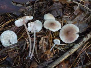 Malvavisco Mycena: descripción y foto.