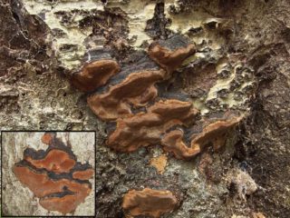 Phellinus black-limited (Polypore black-limited): الصورة والوصف