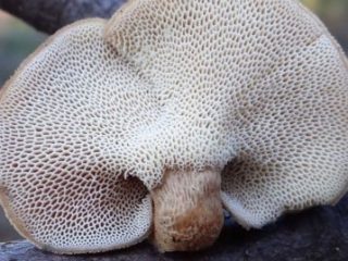 Zimný polyporus (Winter polypore): fotografia a popis