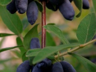 Honeysuckle: beneficial properties and contraindications for blood pressure