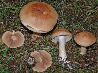 Webwort berjalur biru (berjalur biru): foto dan penerangan