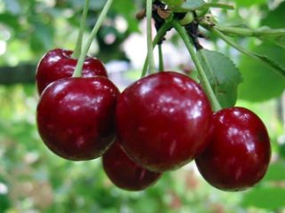 Cherry Bogatyrka: popis odrody, fotografie, recenzie, opeľovače