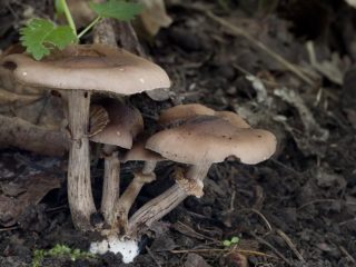 Agrocybe erebia: fotografia a popis huby