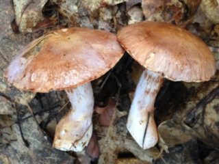 Pavučina v tvare nevlastného syna (tuber-legged): fotografia a popis