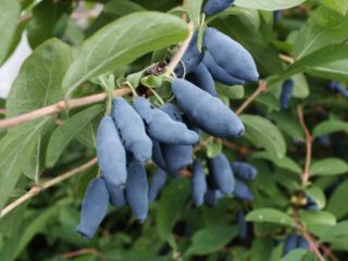 Kamtsjatka-kamperfoelie: beschrijving, variëteiten, planten en verzorging