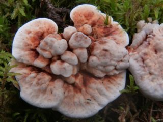 Hydnellum orange: popis a foto, je možné jesť