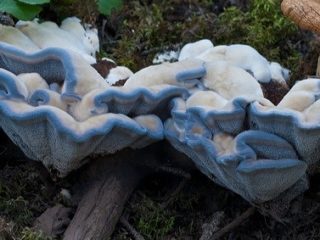 Hydnellum blue: ako to vyzerá, kde rastie, popis a fotografia