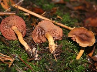 Krvavě načervenalá pavučina (červená deska): fotografie a popis