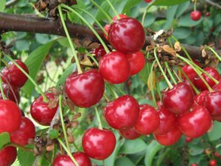 Cherry Vyanok: descripción de la variedad, fotos, reseñas, polinizadores.