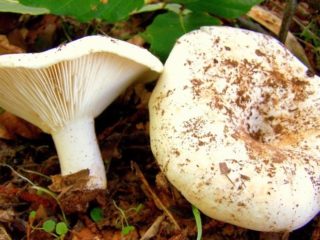 Hongos de leche en polvo (Podgrudok blanco): foto y descripción, beneficios y daños, diferencia con los hongos de leche cruda