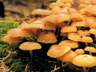 Omphalina v tvare zvona (xeromphaline v tvare zvona): fotografia a popis