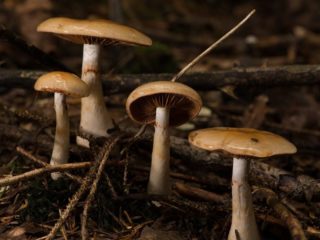Spinnenweb besmeurd: foto en beschrijving