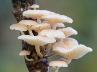 Клонка трева (клонка marasmiellus): снимка и описание