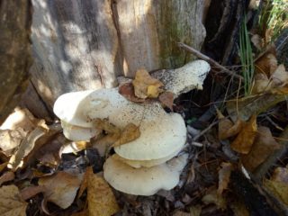 Hliva dubová (Pleurotus dryinus): popis a foto