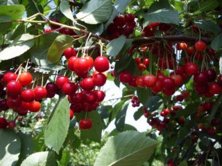 Cherry Assol: descripción de la variedad, fotos, reseñas, polinizadores.
