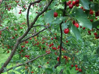 Cherry Apukhtinskaya: beschrijving van de variëteit, foto's, beoordelingen van tuinders