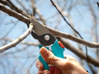 Cómo podar cerezas en primavera para principiantes: video, diagramas, términos, reglas de poda y formación de coronas.