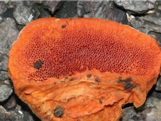 Cinnabar-červený polypore: fotografia a popis