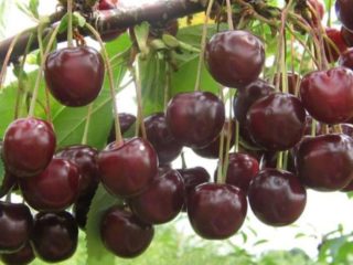 Cherry Nord Star (Nordstar) Star of the North: a fajta jellemzői és leírása, beporzók