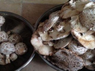 Umbrella mushroom: how to cook for the winter, recipes with photos