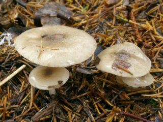 Hygrophorus spotted: edibility, description and photo