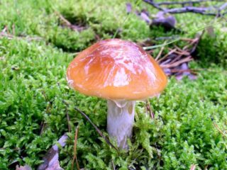 Slizová pavučina: fotografia a popis