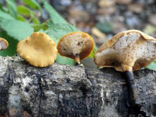 Polypore polypore (Polyporus varius): foto en beschrijving