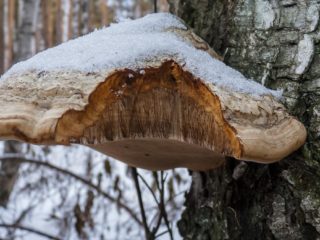Polypore: prospešné vlastnosti a aplikácie, chemické zloženie