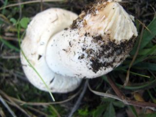 Champignon comun (ciupercă de luncă, ciupercă pecheritsa): fotografie și descrierea modului de gătit