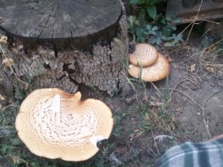 Scaly polypore (Polyporus squamosus): photo and description, cooking recipes