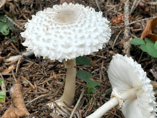 Girl's umbrella mushroom: photo and description