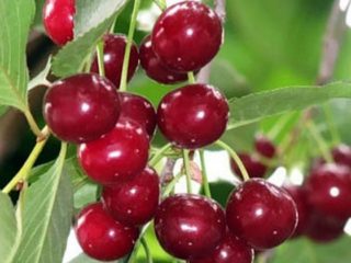 Cherry Griot Moscú: características y descripción de la variedad, polinizadores, fotos en flor.
