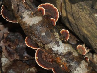 Auricularia tortuous: kde rastie a ako vyzerá
