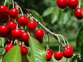 Cherry Igritskaya: rasbeschrijving, foto's, recensies, bestuivers