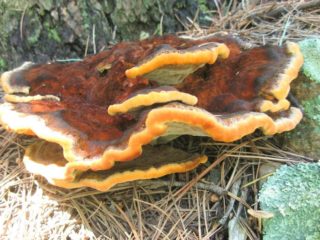 Feolus Shveinitsa (Trutovik Shveinitsa): photo and description, effect on trees