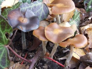 Psilocybe modrá: fotografia a popis