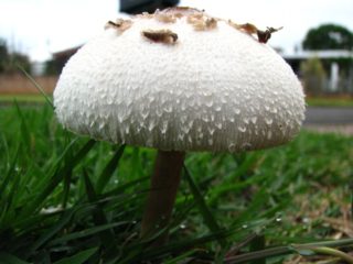 Lepiota Morgana (Morgan's Umbrella): penerangan dan foto