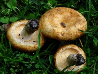 Mayor's milkweed (Lactarius mairei): description and photo