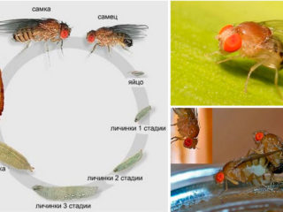 Kombucha obsahuje červy, pakomáry, larvy: príčiny a čo robiť