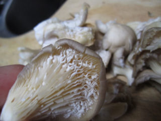 Los hongos ostra están cubiertos de una capa blanca: ¿se pueden comer?