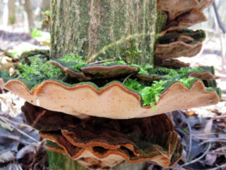 Phellinus على شكل قذيفة: الوصف والصورة