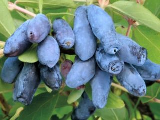 Indigo Honeysuckle: Jam, Yam, description and photo, reviews